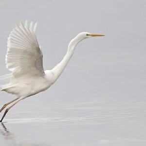 Great Egret -Ardea alba- starting to fly, North Hesse, Hesse, Germany