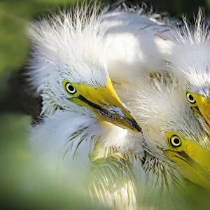 Three Great Egret Chicks Pose for the Camera