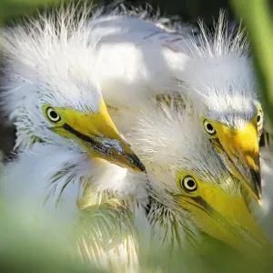 Three Great Egret Chicks Pose for the Camera Three Great Egret Chicks Pose for the Camera