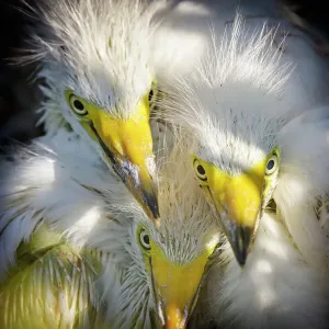 Three Great Egret Chicks Staring at the Camera