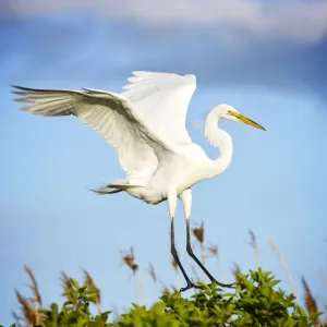 Great Egret Comes in for Landing on Tree Against Blue Sky Great Egret Comes in for Landing on Tree Against Blue Sky