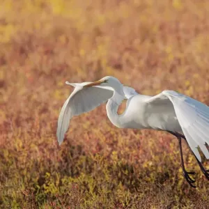 Great Egret In Flight Great Egret In Flight
