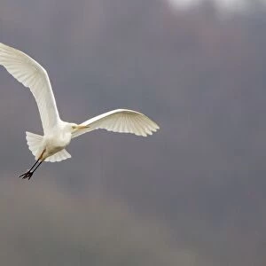 Great Egret or Great White Heron -Ardea alba- in flight, North Hesse, Hesse, Germany