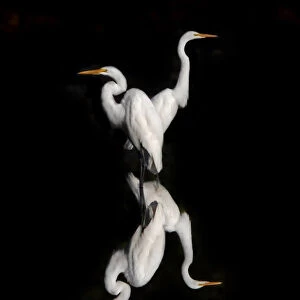 Great Egrets Reflection