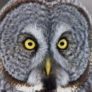 Great Gray Owl
