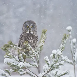 Great Gray Owl