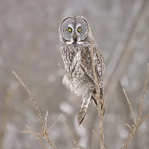 Great Gray Owl