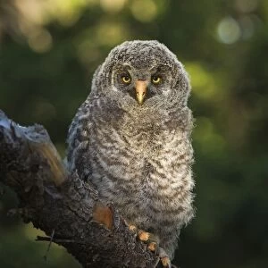 Great Gray Owl Chick