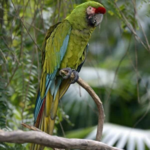 Great green macaw -Ara ambiguus-, Bali, Indonesia