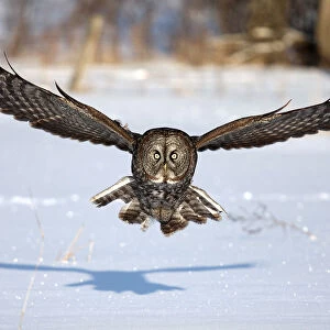 Great grey owl coming at you