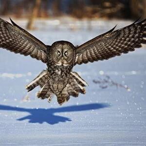 Great grey owl in your face