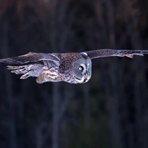 Great grey owl flying