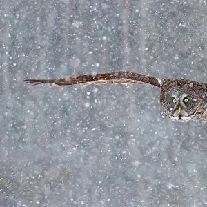 Great grey owl flying through snow