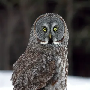 Nature And Wildlife Prints: Jim Cumming Photography