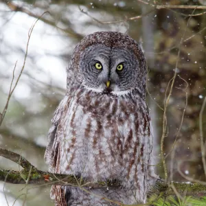 Great Grey Owl Pine Tree Perch