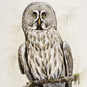 Great grey owl (Strix nebulosa), perching on a branch, front view