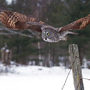 Great grey owl takes flight