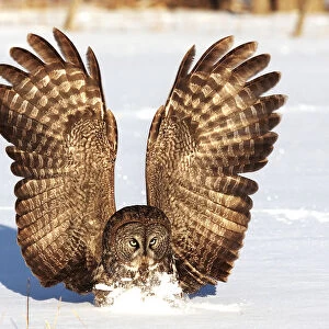 Great Grey Owl in winter