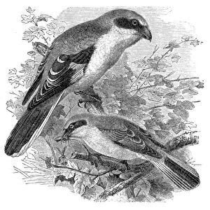 Great grey shrike, Lanius excubitor and red-backed shrike, Lanius collurio