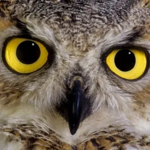 Close-up Great Horned Owl Print Close-up Great Horned Owl Print