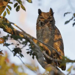 Great Horned Owl (Bubo virginianus)