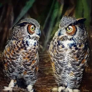 Great Horned Owl Print: Two Owls Facing Off Great Horned Owl Print: Two Owls Facing Off