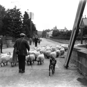 Great Lamb Trek