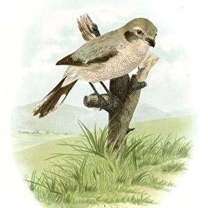 Great northern shrike lithograph 1897