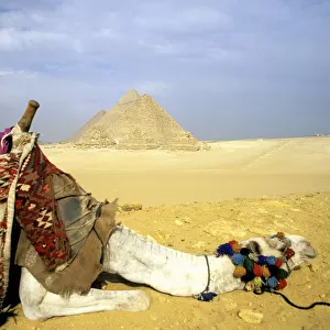 Great Pyramids of Giza and resting Camel, Egypt