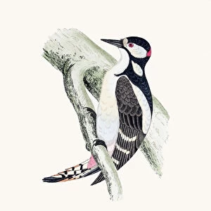 Great spotted woodpecker bird