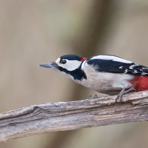 Great Spotted Woodpecker (Dendrocopos major), male, on dead wood, Hesse, Germany Great Spotted Woodpecker (Dendrocopos major), male, on dead wood, Hesse, Germany