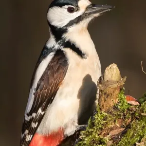 Great Spotted Woodpecker (Dendrocopos major), Hesse, Germany Great Spotted Woodpecker (Dendrocopos major), Hesse, Germany
