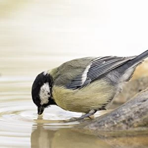 Great Tit (Parus major), adult, drinking from a water puddle in summer. Spain, Europe