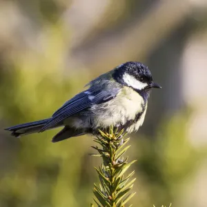 Great Tit -Parus major-, Fuldabruck, Fuldabruck, Hesse, Germany Great Tit -Parus major-, Fuldabruck, Fuldabruck, Hesse, Germany