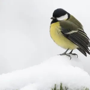 Great tit (Parus major) in the snow, Emsland, Lower Saxony, Germany Great tit (Parus major) in the snow, Emsland, Lower Saxony, Germany