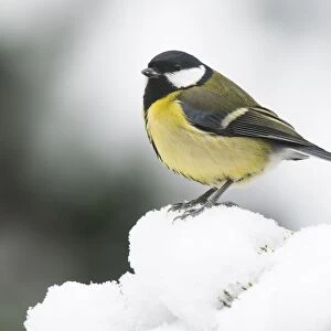 Great tit (Parus major) in the snow, Emsland, Lower Saxony, Germany