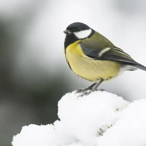 Great tit (Parus major) in the snow, Emsland, Lower Saxony, Germany Great tit (Parus major) in the snow, Emsland, Lower Saxony, Germany