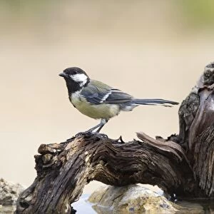 Great Tit (Parus major), Species (Paridae). On a trunk on the water, Spain