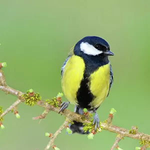 Great Tit (Parus major), wildlife, male sits attentively on a moss-covered branch, Siegerland, animals, birds, North Rhine-Westphalia, Germany