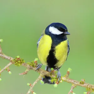 Great Tit (Parus major), wildlife, male sits attentively on a moss-covered branch, Siegerland, animals, birds, North Rhine-Westphalia, Germany