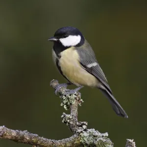 Great Tit perched print Great Tit perched print