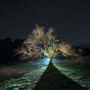 Great walnut in autumn one in the night with stars