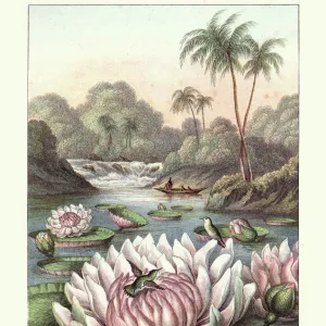 The Great Water lily, Victoria amazonica, 19th Century