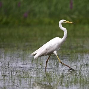 Great White Egret -Casmerodius albus-, walking through a swampy meadow