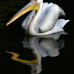 Great white pelican (Pelecanus onocrotalus), reflection in the water, captive, Germany