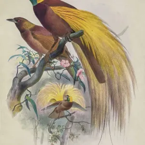 Greater bird-of-paradise, 19th century illustration
