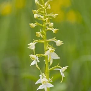 Greater Butterfly Orchid -Platanthera chlorantha-, flowering, Thuringia, Germany