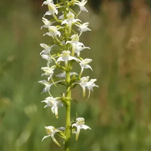 Greater Butterfly-orchid (Platanthera chlorantha), inflorescence Greater Butterfly-orchid (Platanthera chlorantha), inflorescence
