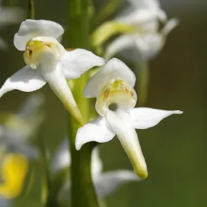 Greater Butterfly-orchid (Platanthera chlorantha), blooming Greater Butterfly-orchid (Platanthera chlorantha), blooming
