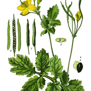 greater celandine, nipplewort, swallowwort, tetterwort greater celandine, nipplewort, swallowwort, tetterwort
